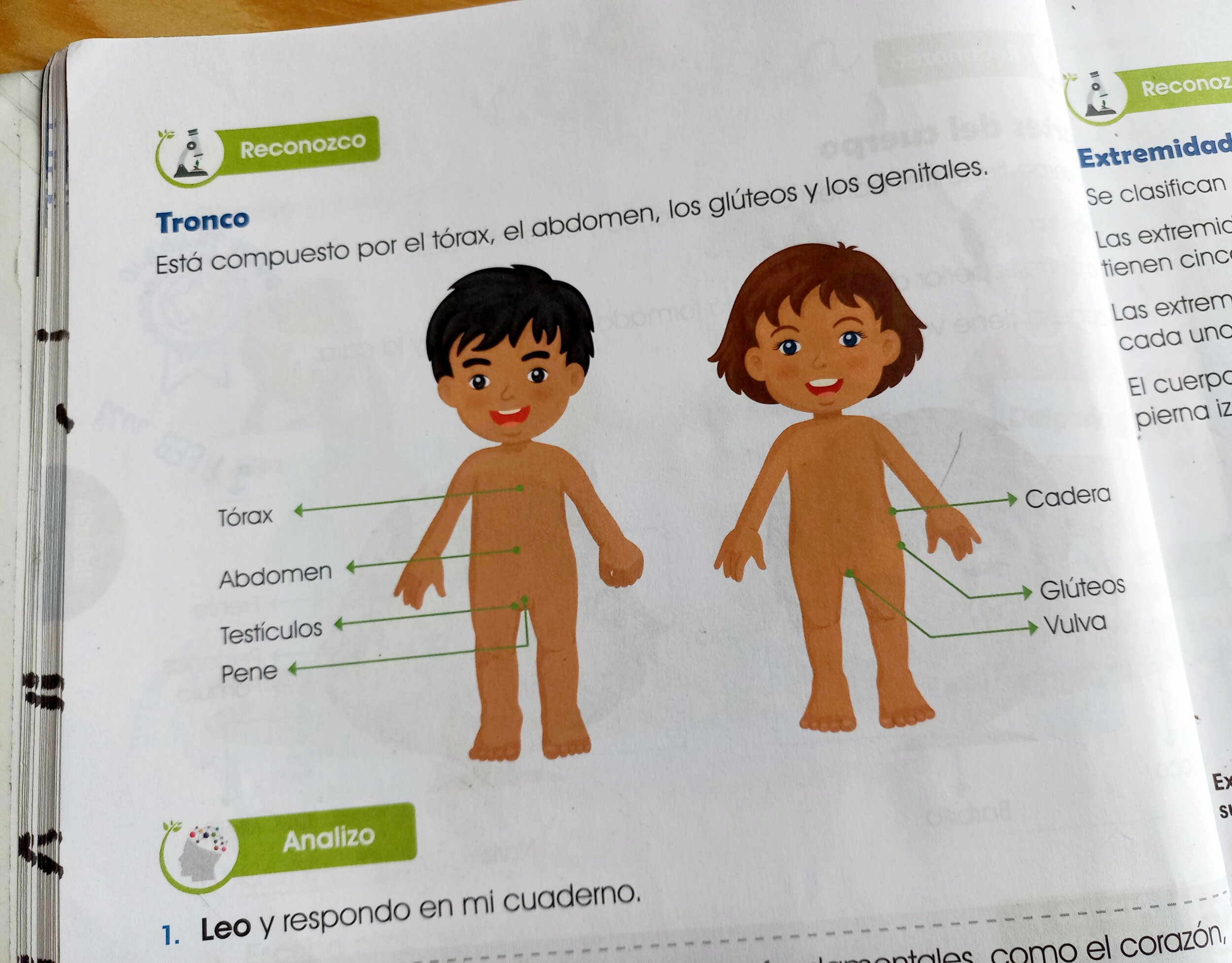  Libro de texto de Medio Natural para Primero primaria con el nombre de las partes del cuerpo, incluidos los genitales de ambos sexos. Foto: Violeta Cetino 
